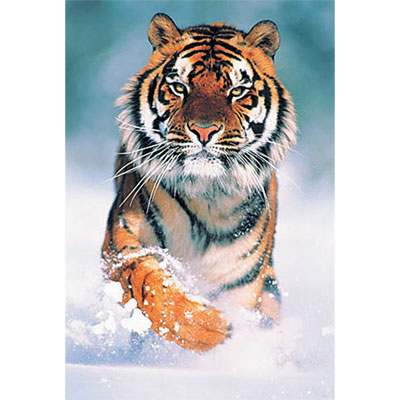 Снежный тигр Пазл, 500 элементов Пазл , Пластик Элементов: 500 Trefl Puzzle; Польша 2009 г ; Артикул: 37009; Упаковка: Коробка Не рекомендуется детям до 3-х лет инфо 1893e.