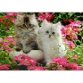 Котята Пазл, 1500 элементов Серия: Animal collection инфо 1916e.