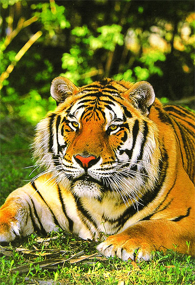 Тигр Пазл, 1500 элементов Серия: Animal collection инфо 1948e.
